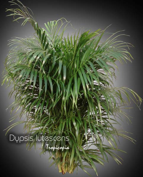 Palmier - Dypsis lutescens - Palmier areca, Palmier papillon - Areca palm, Butterfly palm